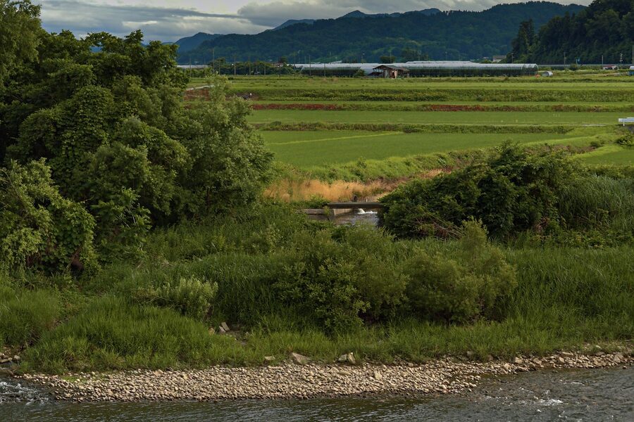 Rice paddy in Japan with mountains, the source of sake rice