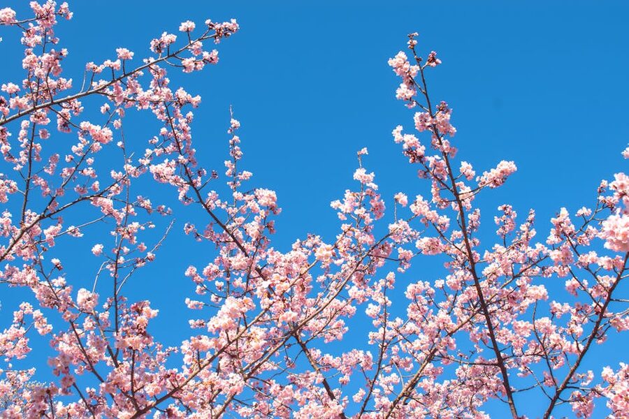 Cherry blossoms in full bloom against a clear blue sky in Tokyo