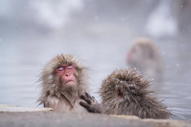 Snow Monkeys, Hokusai & Sake: A Perfect Day in Nagano - Key highlights you’ll care about