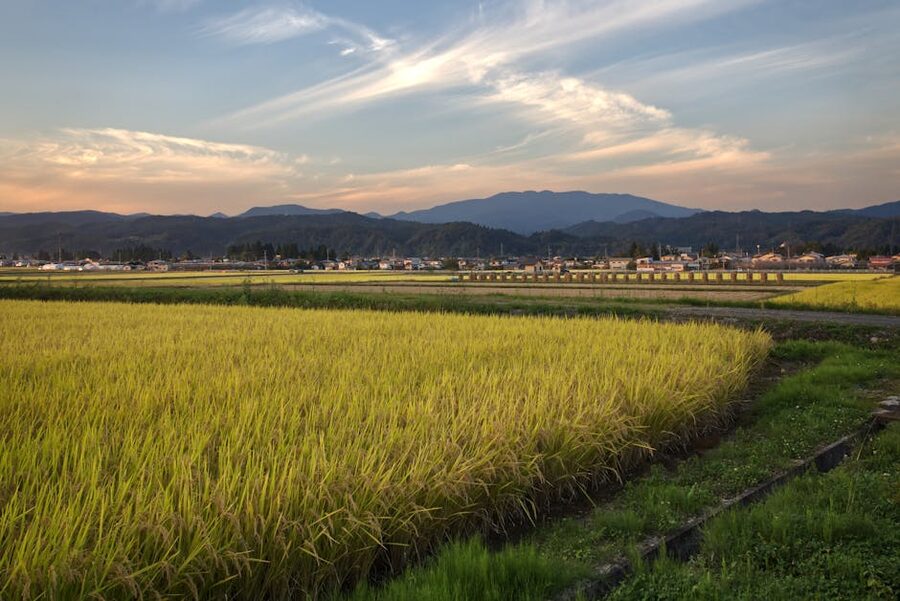 Rice field in Sagae, Yamagata