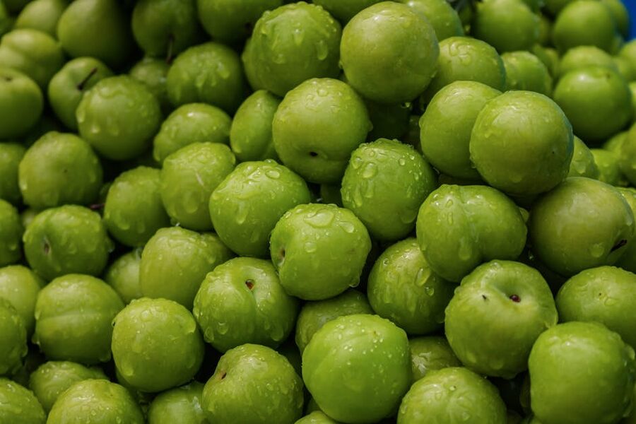 Green ume plums close up with water droplets, the freshly-picked stage used for umeshu