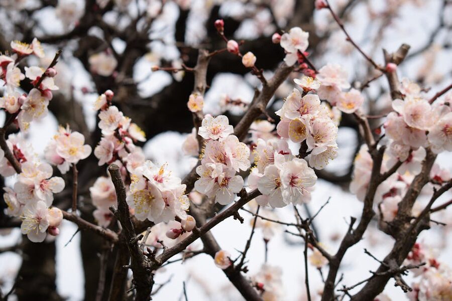 White ume blossoms against a winter sky in Saitama, Japan