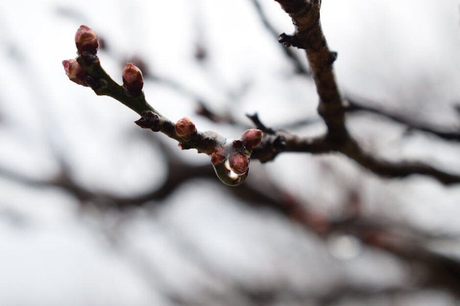 Close up of ume buds with a raindrop, taken in Japan