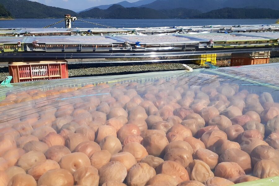 Ume orchard near Lake Suigetsu in Fukui, home of regional plum varieties