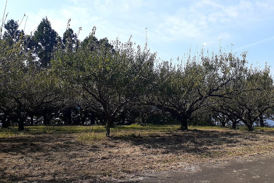 Ume orchard in Wakasa, Fukui prefecture