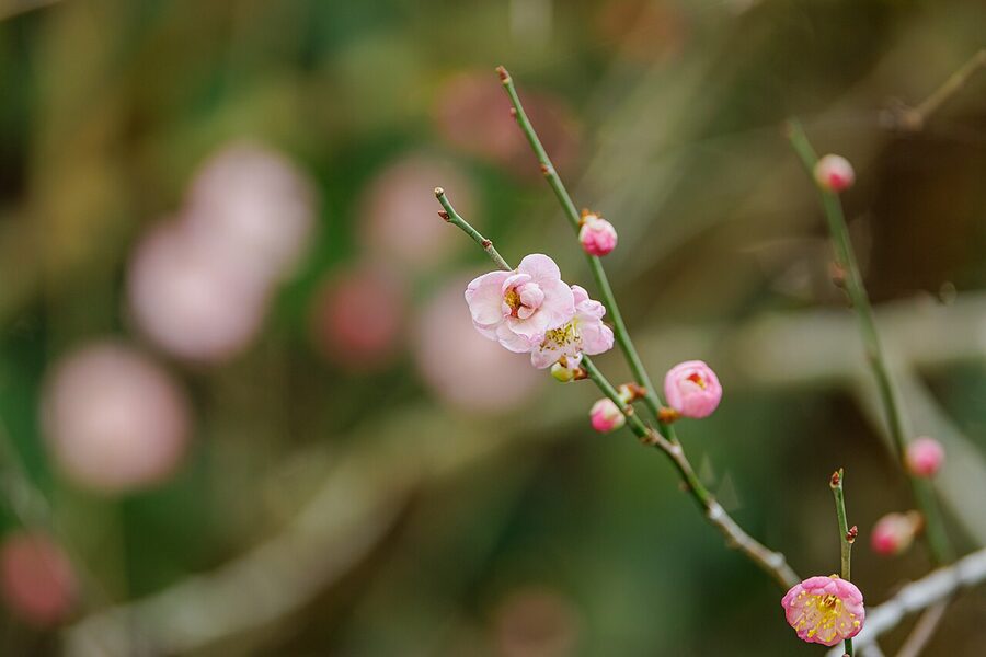 Pink ume blossoms on a tree in late winter, the start of the umeshu year