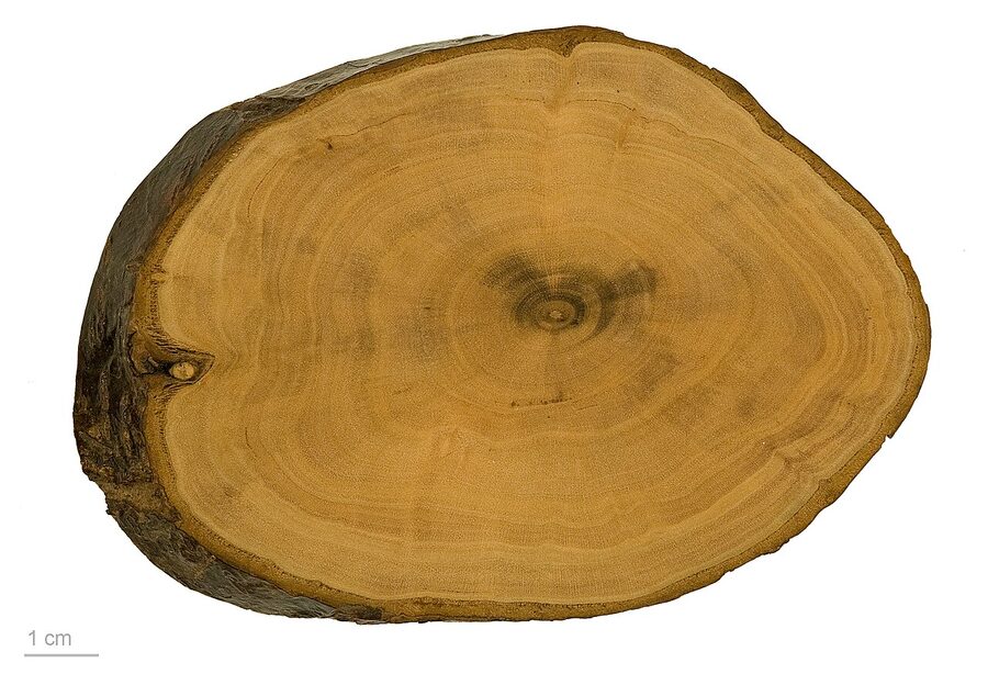 Botanical specimen of Prunus mume, the Japanese plum used in umeshu